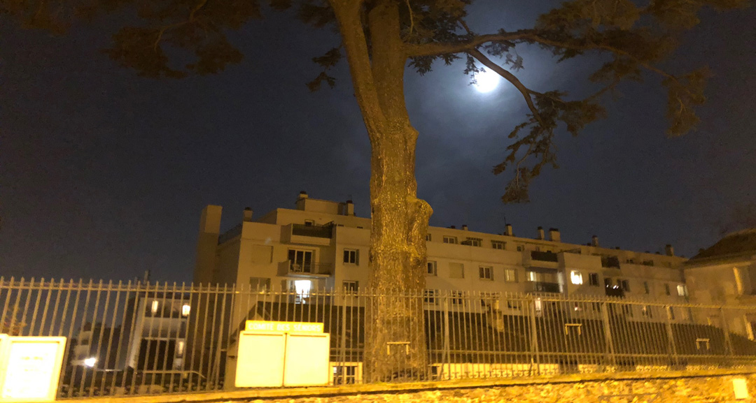 Cèdre de Meudon - plein Lune